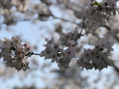 -武汉大学-樱园