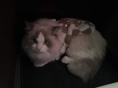 -瑞鹏宠物医院·夜间急症·心超·猫科(祖庙分店)