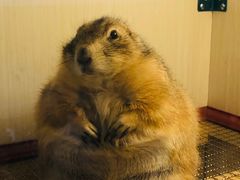 -钓仓鼠(洋桥北里小区店)