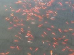 -平江亚马逊水上乐园