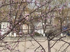 -桃花堤公园