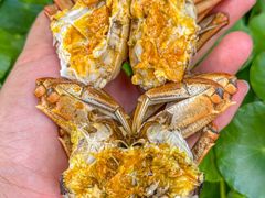 -蟹村草堂·苏式园林人文农家·大闸蟹