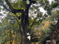 -绵阳人民公园(涪城区)