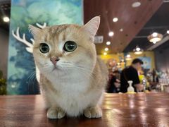 -咖法森林·咖啡  酒吧(天河店)