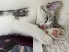 -创凡宠物医院·骨专科  猫科中心(西乡分院)