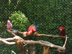 -广州长隆野生动物世界