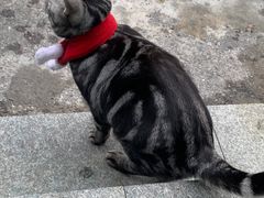 -安安宠物医院(情缘分院)