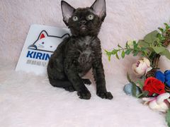 -十年猫舍·猫咪专门店(普陀店)