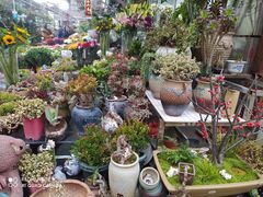 -曲阳花鸟市场(曲阳路店)