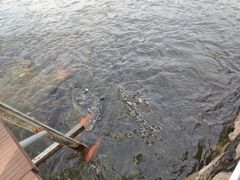 -老炳·七丛松甘草水果