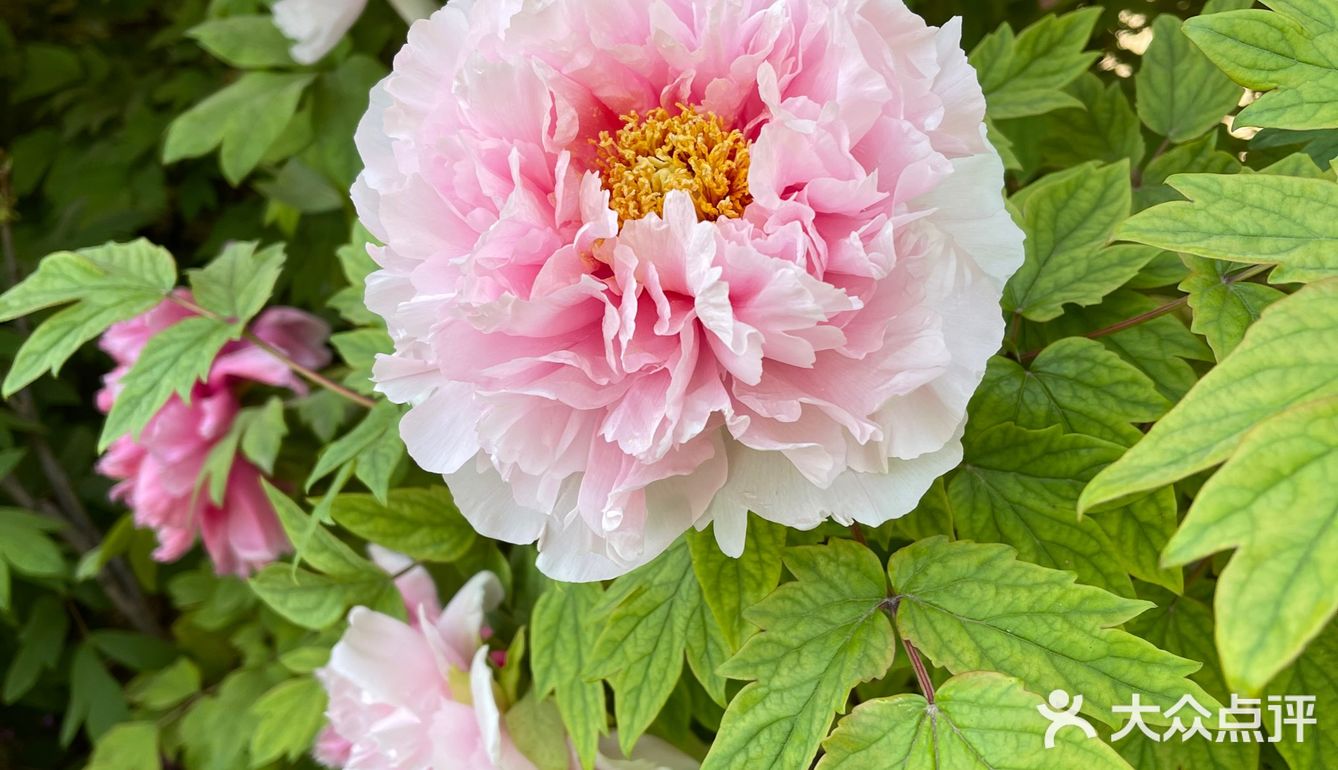 洛阳牡丹，当之无愧的花魁[亲亲][亲亲][亲亲]