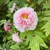 洛阳牡丹，当之无愧的花魁[亲亲][亲亲][亲亲]