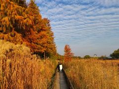 -苏州太湖湖滨国家湿地公园