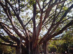 -深圳仙湖植物园