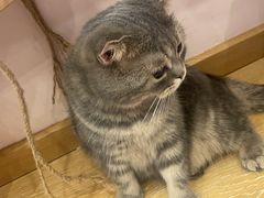 -猫咪派对(江南西店)