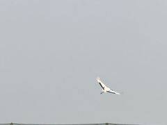 -盐城丹顶鹤湿地生态旅游区