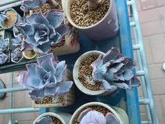 -中环花鸟鱼虫市场