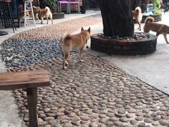 -柴犬高等学院·狗咖·柴犬售卖·宠物训练