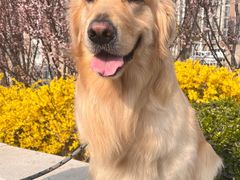 -趣玩宠物乐园寄养训犬训狗游泳池