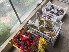 -马陆小张葡萄园农家乐