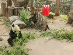 -都江堰中华大熊猫苑