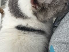 -喵的天空名猫咖啡馆·撸猫·猫舍·用品