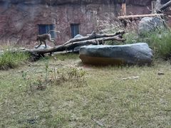 -武汉动物园