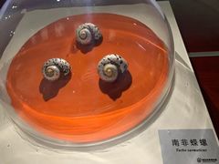 -青岛贝壳博物馆