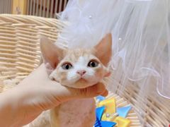 -十年猫舍·猫咪专门店(普陀店)