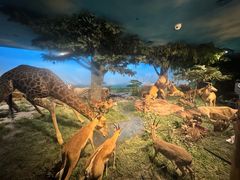 -国家自然博物馆