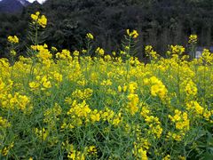 -贵阳市花溪国家城市湿地公园