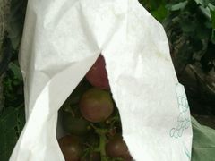 -马陆小张葡萄园农家乐