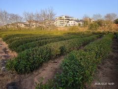-赋韵岩茶厂(总厂)
