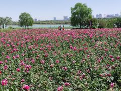 -水西公园