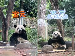 -都江堰中华大熊猫苑