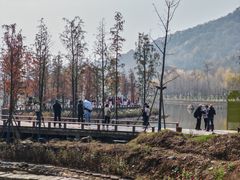 -千年银杏谷文化旅游区