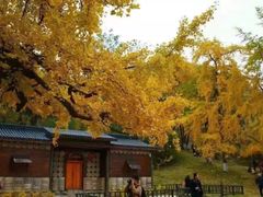 -千年银杏谷文化旅游区