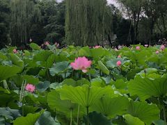 -莲湖公园