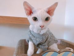 -猫腻·猫咖·撸猫馆(星光大道店)