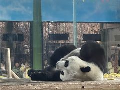 -栾川竹海野生动物园