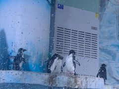 -海合安青岛极地海洋公园