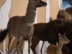 -陕西自然博物馆