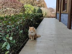 -东平国家森林公园