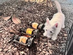 -J Create城市露营咖啡·简餐·宠物(上海动物园店)