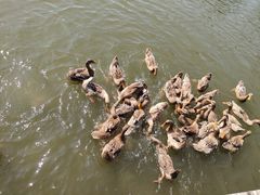 -野鸭湖国家湿地公园