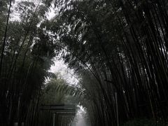 -蜀南竹海景区