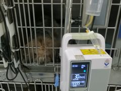 -睿金宠物医院·CT·肿瘤·骨外科
