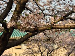-武汉大学-樱园