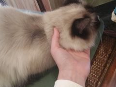 -猫色咖啡·猫咖