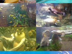 -珠海长隆海洋王国